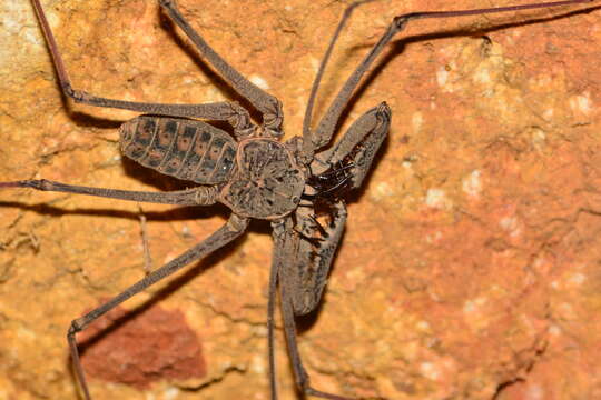 Image of Heterophrynus longicornis (Butler 1873)