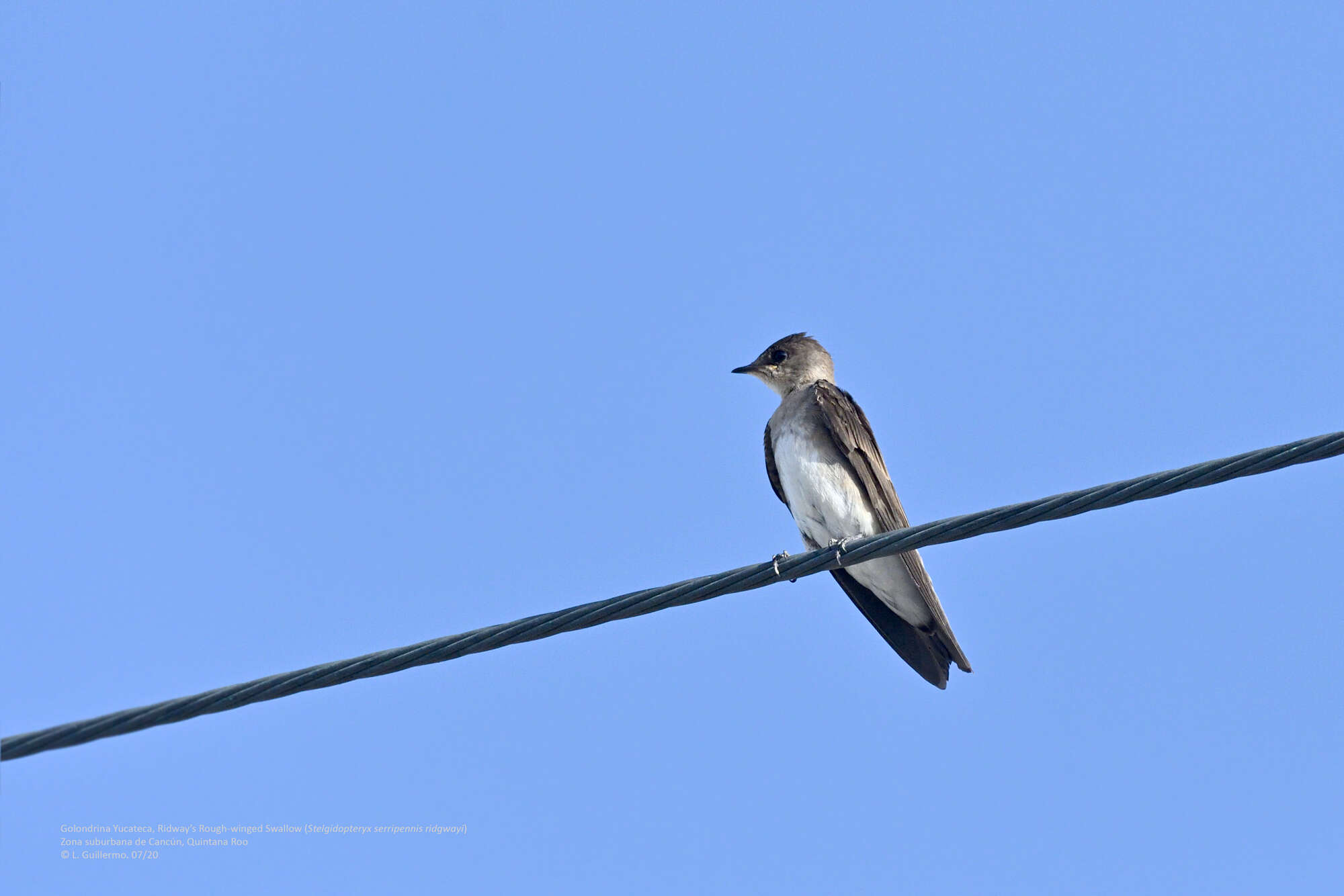 صورة Stelgidopteryx serripennis ridgwayi Nelson 1901