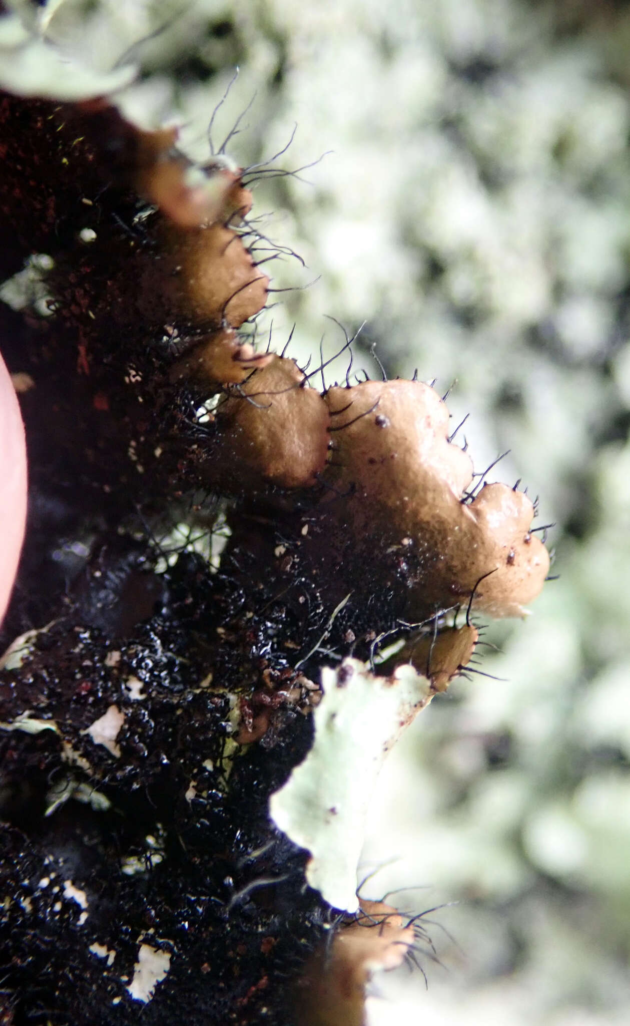 Image of Melliss' parmotrema lichen