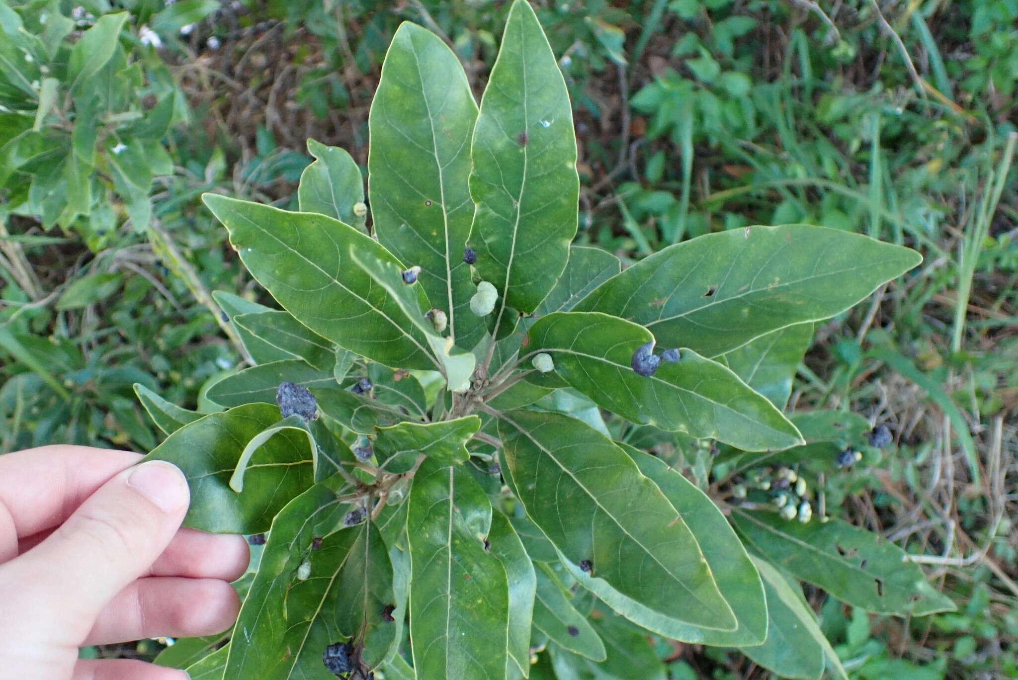 Image of Trioza magnoliae (Ashmead 1881)