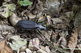 Image of Carabus (Tribax) koltzei (Rost 1889)