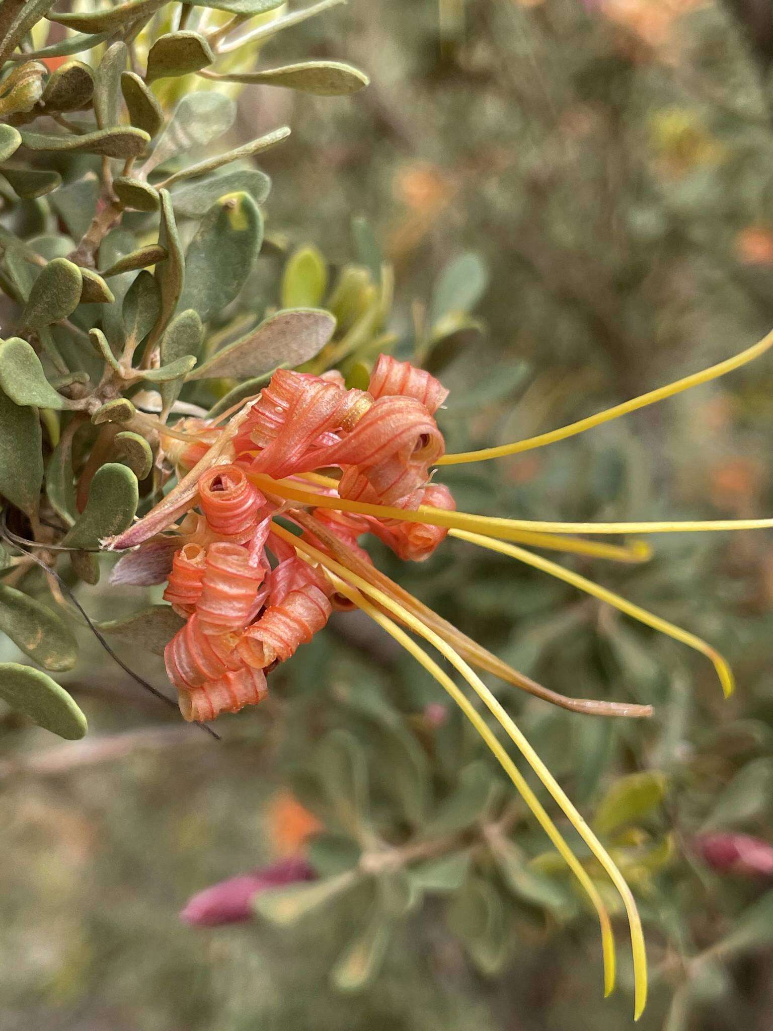 Image of <i>Lambertia <i>inermis</i></i> var. inermis