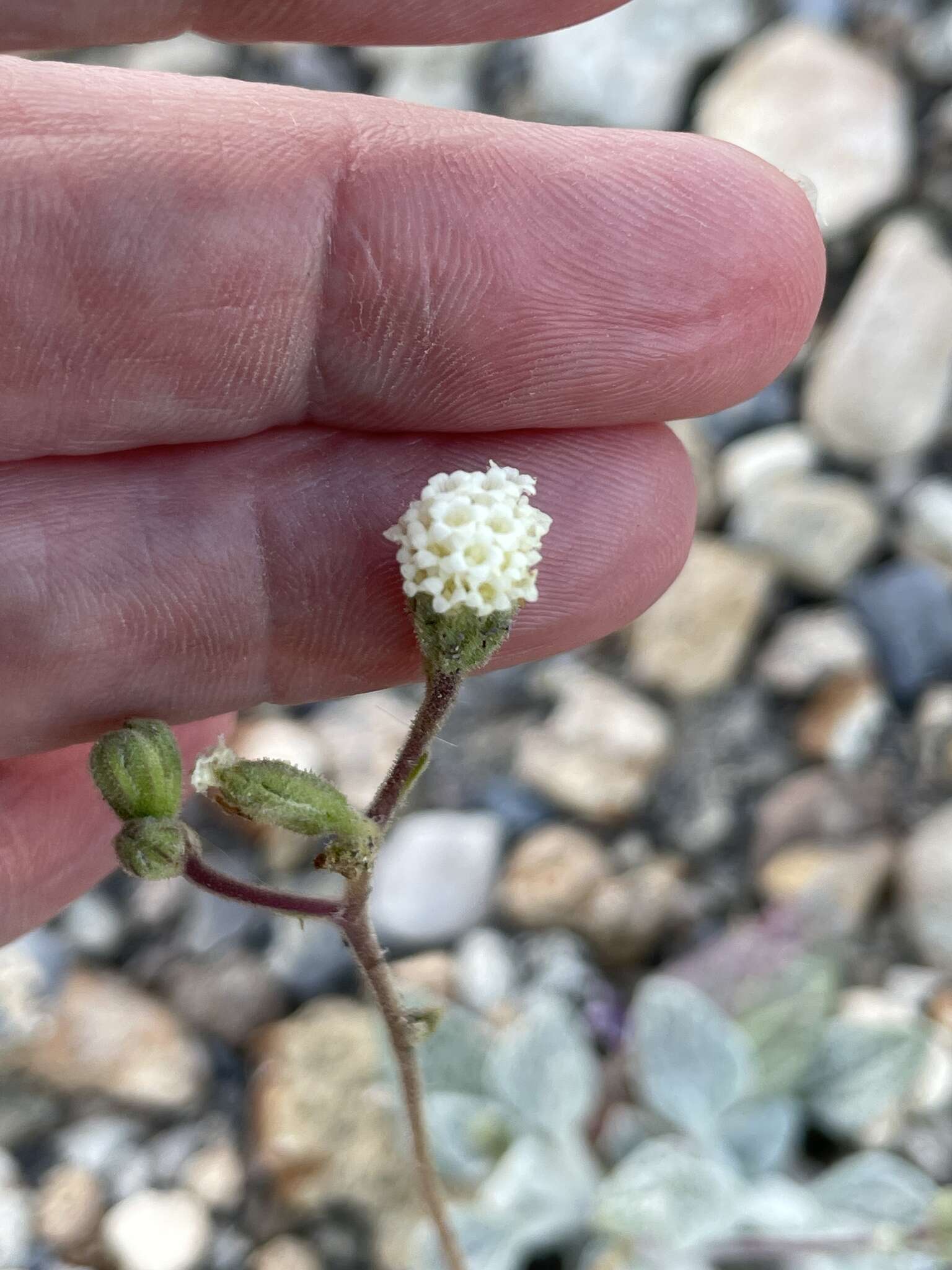 Слика од Psathyrotopsis scaposa (A. Gray) H. Rob.