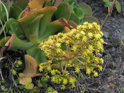 Image de Aeonium canariense subsp. virgineum (Webb) Bañares