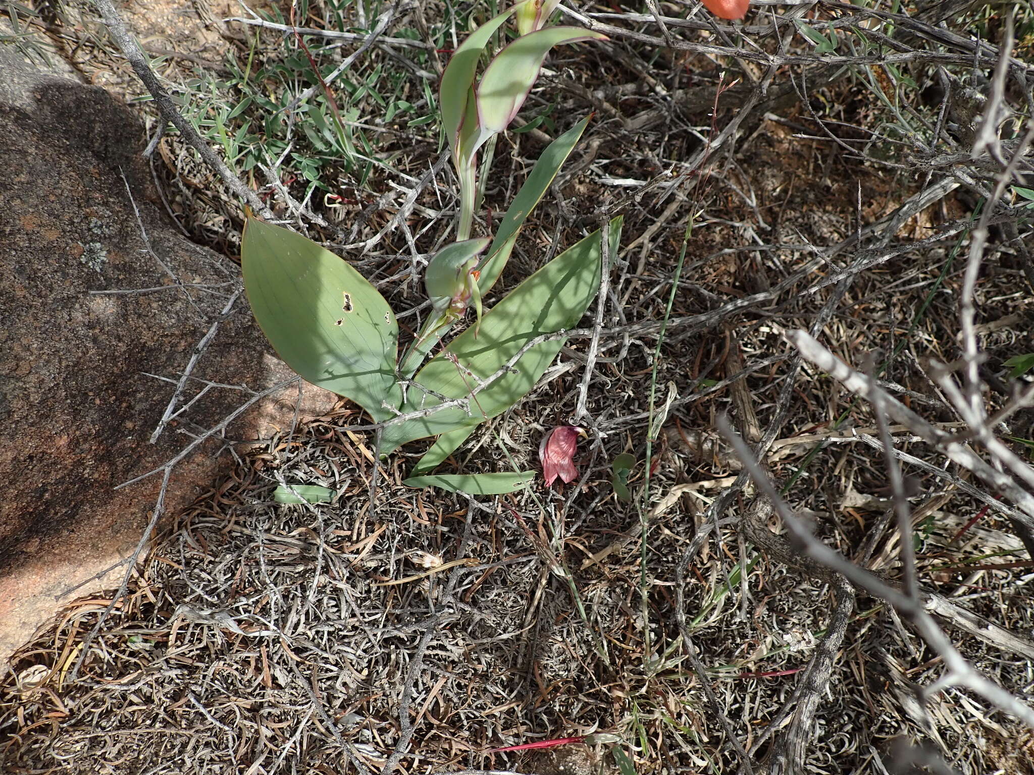 Image of Gladiolus equitans Thunb.