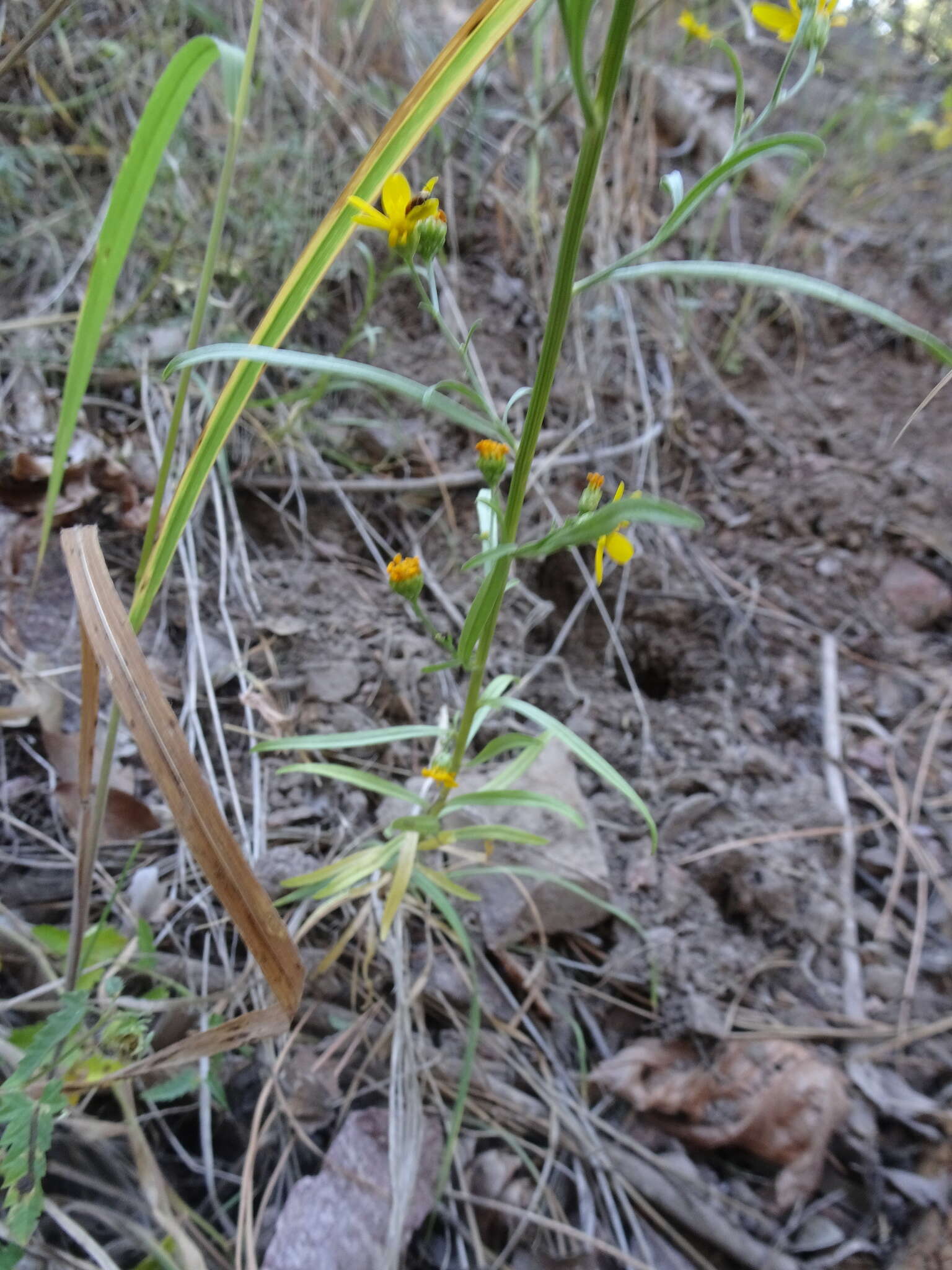 Image of Wright's snakeweed