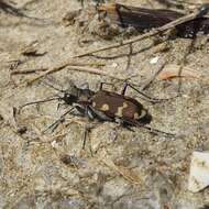 Image de Cicindela (Cicindela) hybrida hybrida Linnaeus 1758