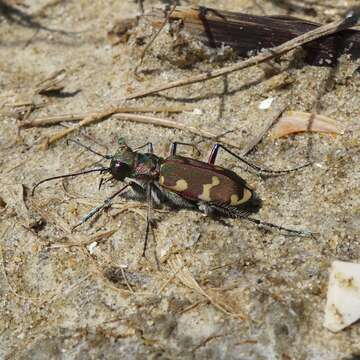 Image of Cicindela (Cicindela) hybrida hybrida Linnaeus 1758