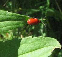 Image of Scarlet lily beetle