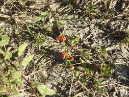 Imagem de Sphaeralcea chenopodifolia A. P. Rodrigo