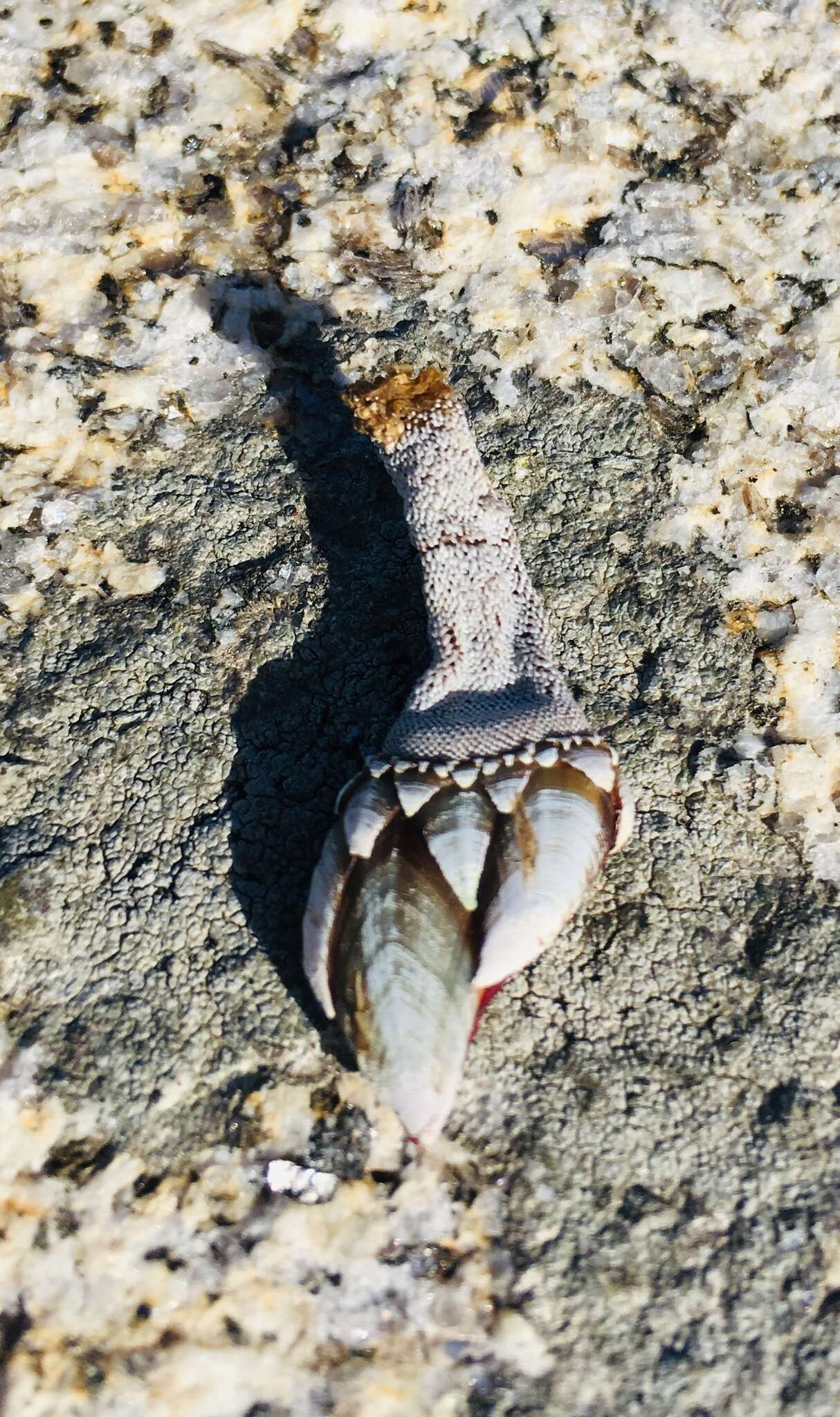 Image of goose neck barnacle