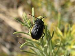 Image of Galeruca (Galeruca) rudis J. L. Le Conte 1857