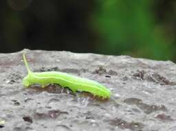 Image of Maile pilau hornworm