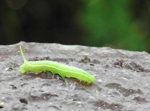 Image of Maile pilau hornworm