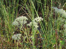 Image of semaphore thoroughwort