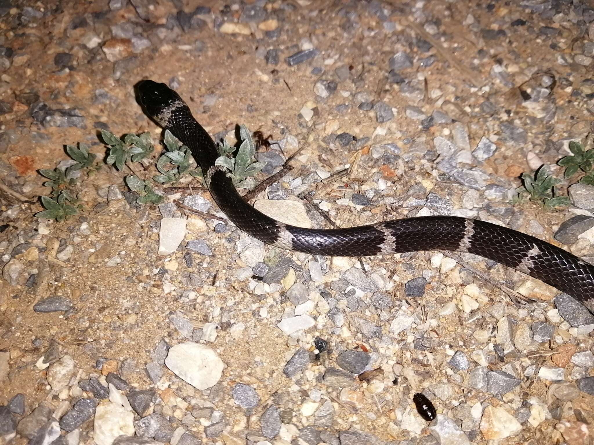 Tropidodipsas fasciata Günther 1858 resmi