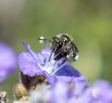 Image of Andrena palpalis Timberlake 1951