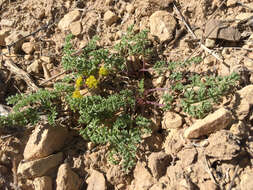 Image of rough desertparsley