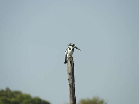 Image de Ceryle rudis rudis (Linnaeus 1758)