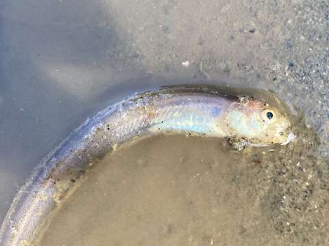 Image of Basketweave cusk-eel