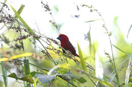 Image of Crimson Seedcracker