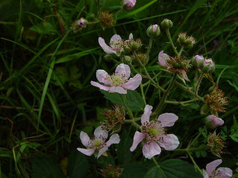 Image of Rubus sprengelii Weihe