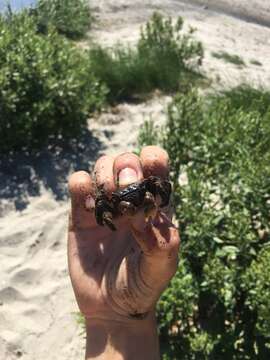 Image of heavy marsh crab