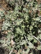 Image of desert globemallow