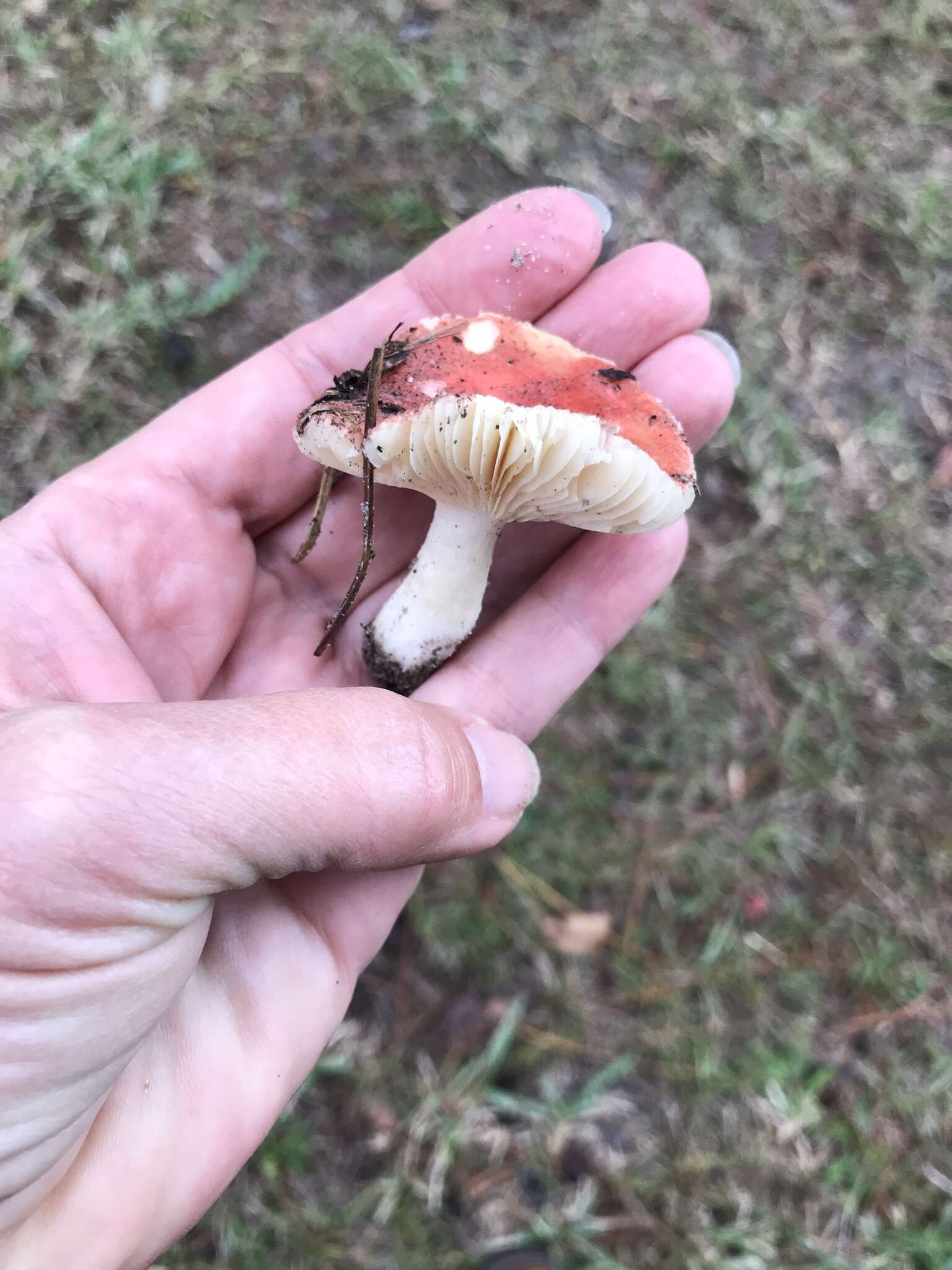 Image of Russula silvicola Shaffer 1975