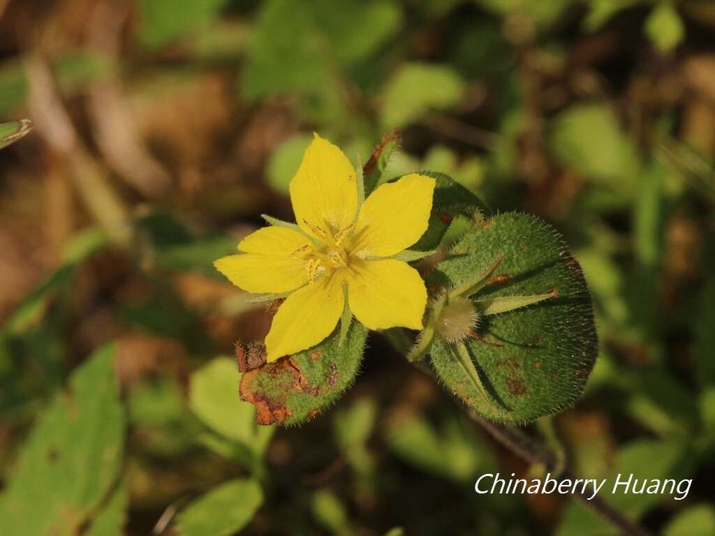 Plancia ëd Lysimachia remota Petitm.