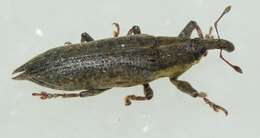 صورة Lixus mucronatus (Olivier & A. G. 1791)