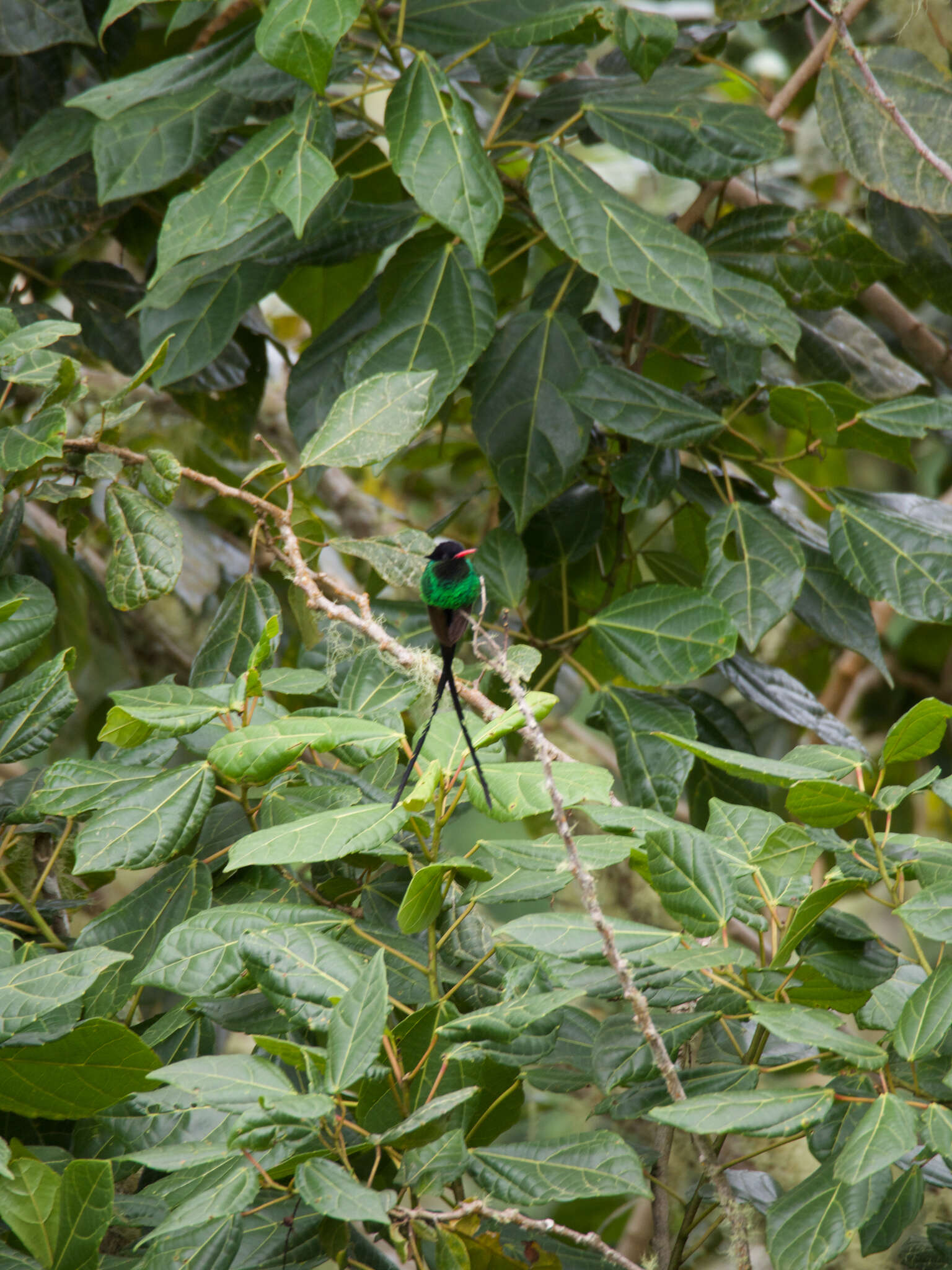 Image of Red-billed Streamertail