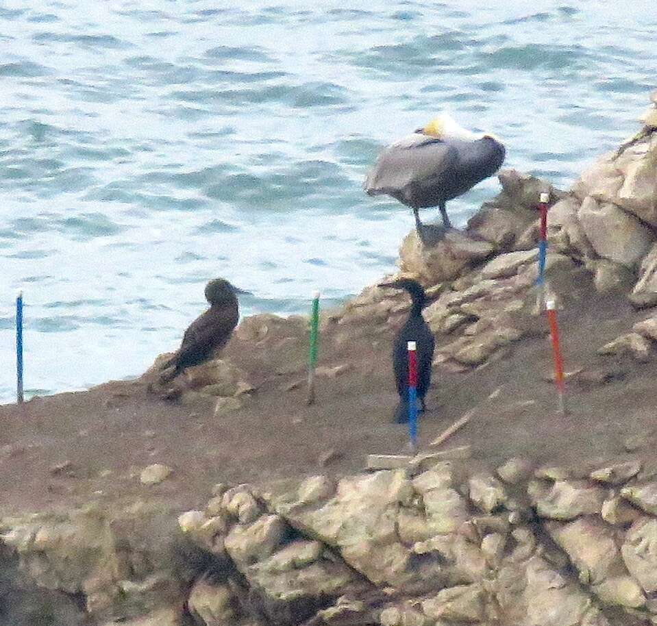 Image of Brown Booby