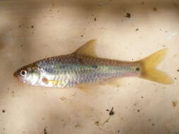 Image of Threespot barb