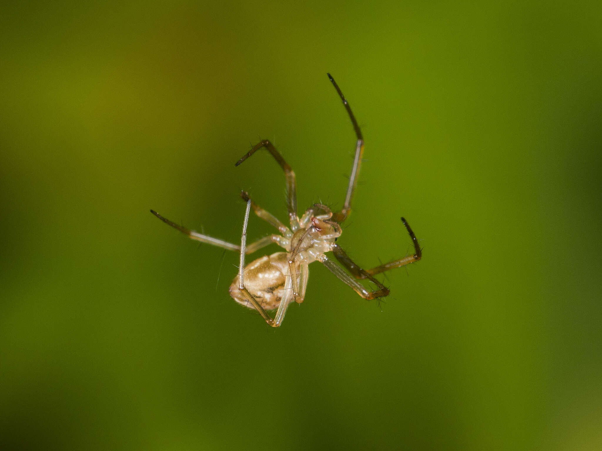 Image of Bolyphantes alticeps (Sundevall 1833)