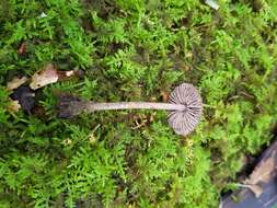 Image of Entoloma nodosporum (G. F. Atk.) Noordel. 1979