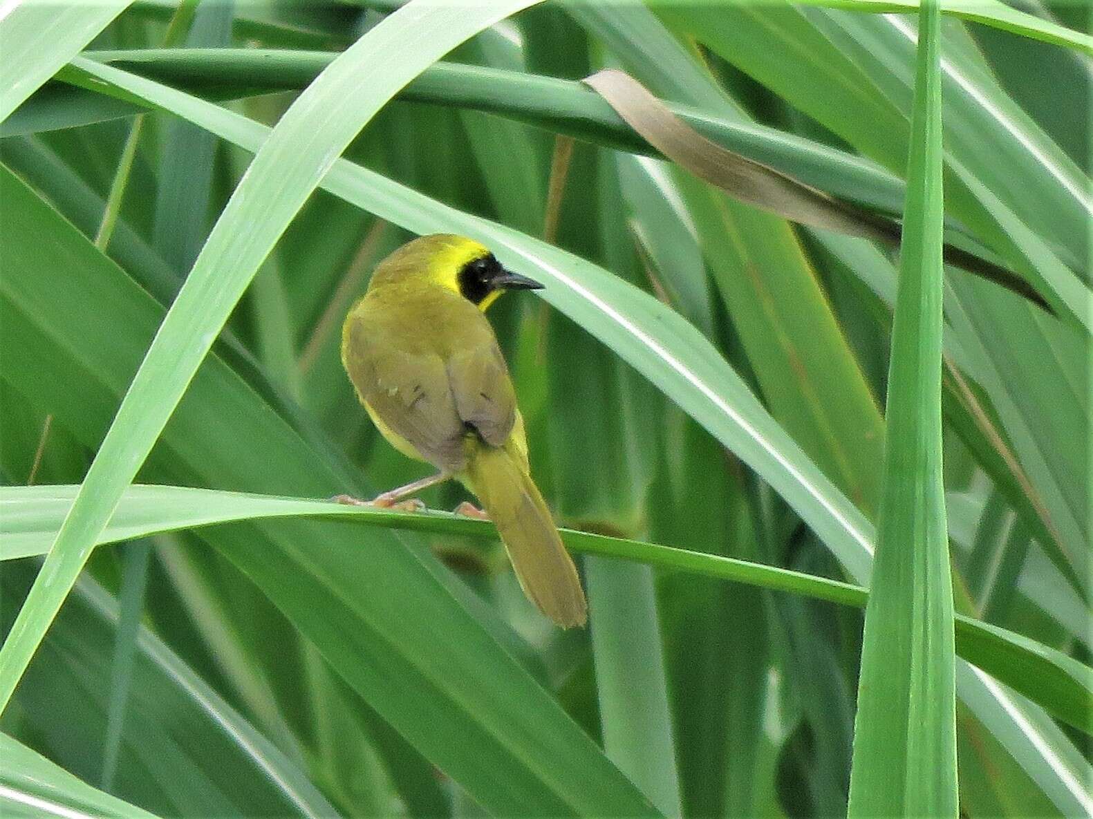 Image de Paruline à couronne jaune