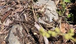 Image of Girard's Whorltail Iguana