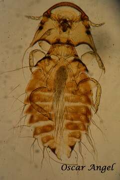 Image of Chelopistes