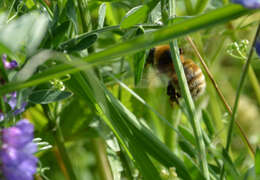 Plancia ëd Bombus distinguendus Morawitz 1869