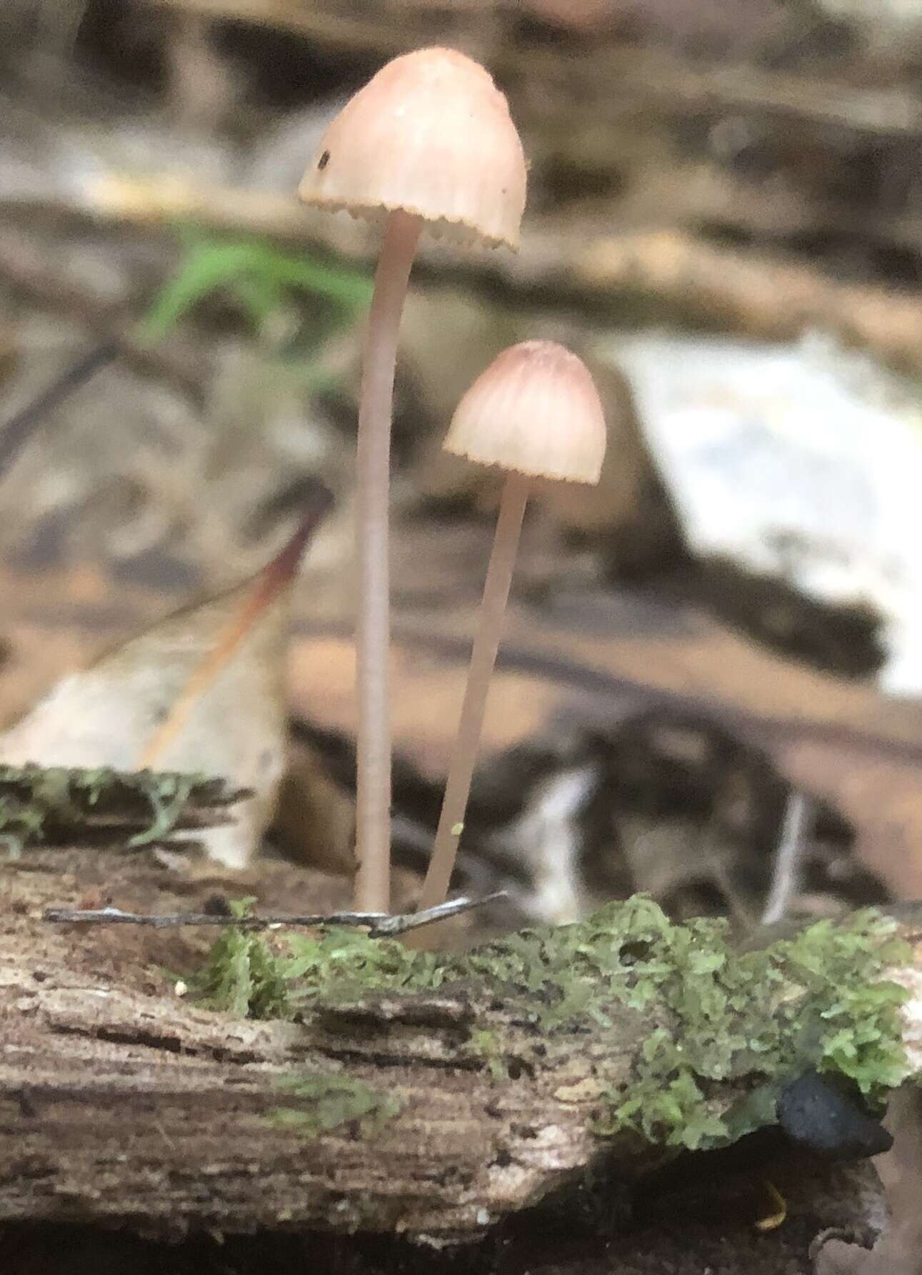 Image of Mycena parsonsiae G. Stev. 1964