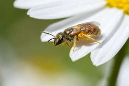 Image of Halictus concinnus Brullé 1840