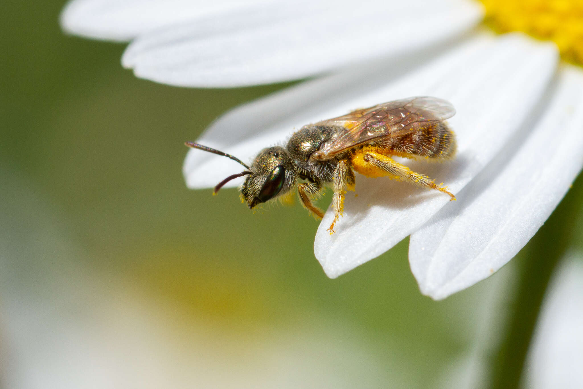 صورة Halictus concinnus Brullé 1840