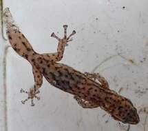 Image of Afrogecko