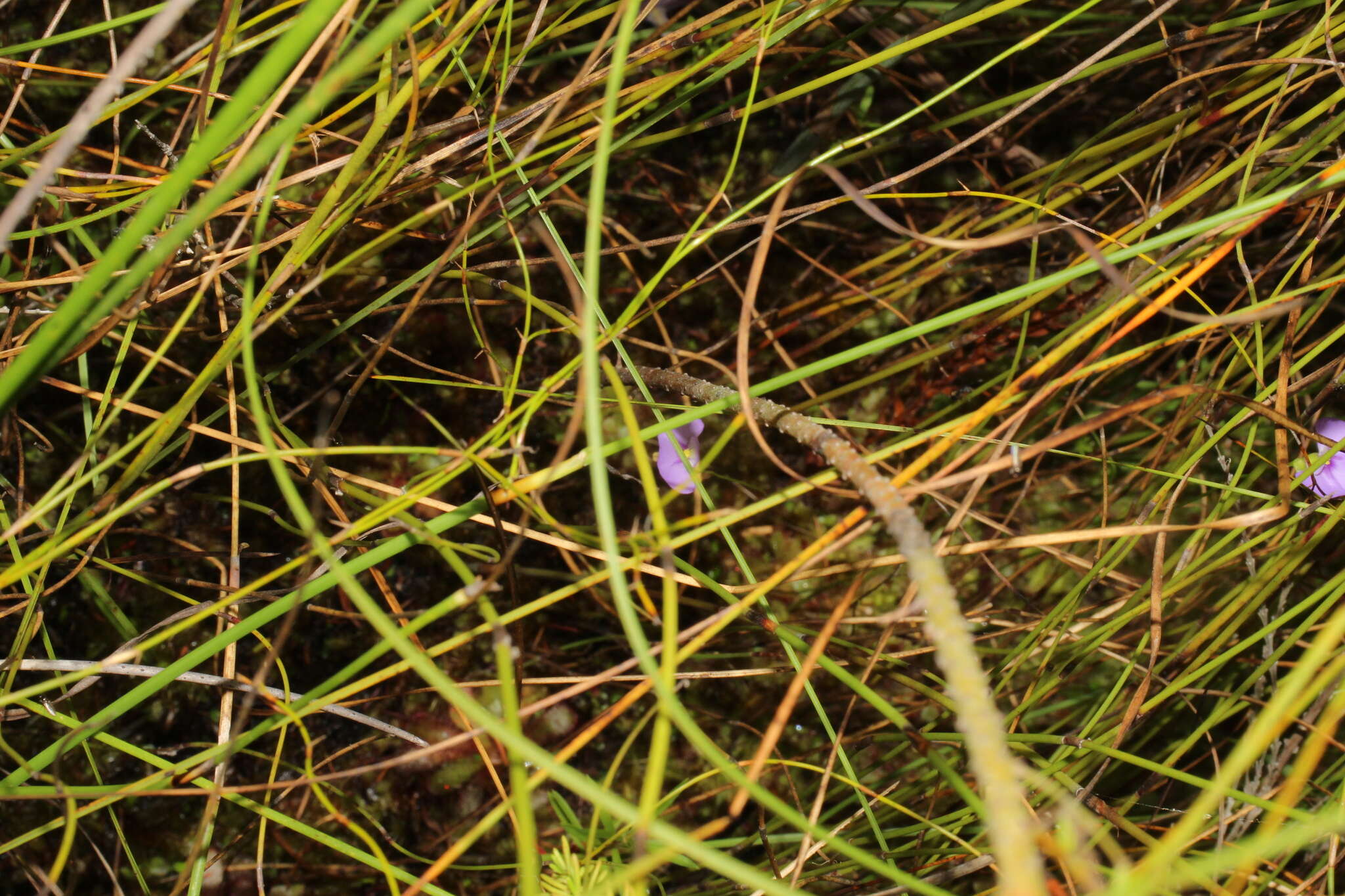 Image of Utricularia paulineae A. Lowrie