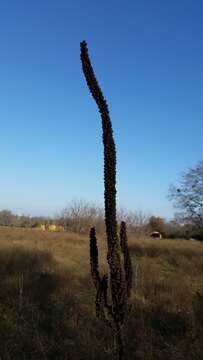 Image of Great Mullein