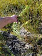 Image of Protea pityphylla Phillips