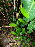 Image of West Indian vanilla