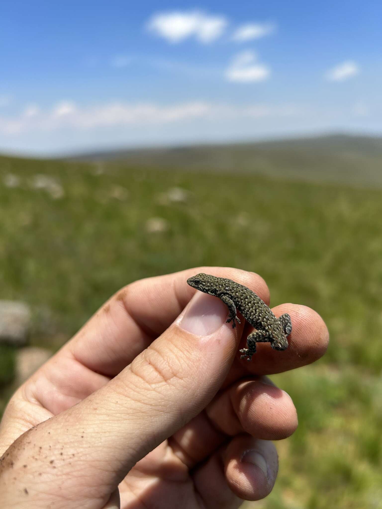 Lygodactylus ocellatus Roux 1907 resmi