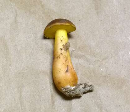 Image of Aureoboletus auriporus (Peck) Pouzar 1957